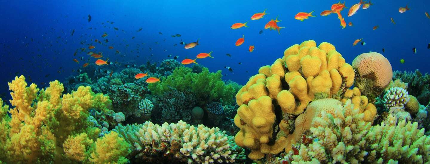 Coral reefs